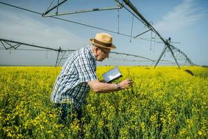 une agriculteur examiner une colza champ photo