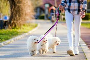 femme en marchant sa chiens photo