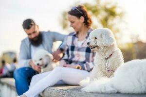 un adulte couple est profiter une ensoleillé journée avec leur chien photo