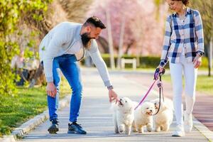 une couple en marchant leur chiens photo