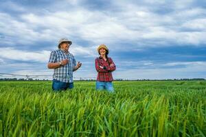 Les agriculteurs examiner le culture. photo