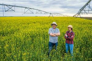 Les agriculteurs examiner le culture. photo