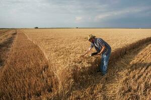 une agriculteur examiner une blé champ photo