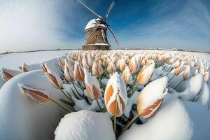 tulipes fleurs croissance dans le neige près Moulin à vent dans Hollande illustration génératif ai photo