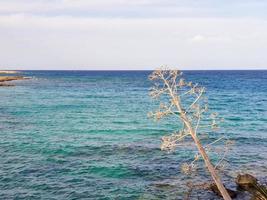 Plante ramifiée sèche sur fond de mer bleue à Protaras, Chypre.