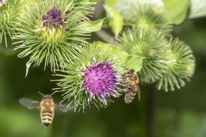 abeilles près de fleurs de chardon photo