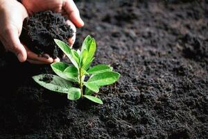 monde environnement journée. mains plantation le semis dans sol. idée de protéger le environnement et réduire global échauffement. symbole de printemps, le début de forêt, écologie concept. Terre journée. photo