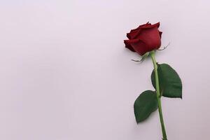magnifique rouge Rose comme une symbole de l'amour sur pastel Contexte. ai généré photo