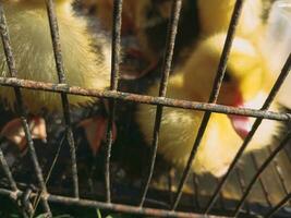 canetons sont en cage en utilisant des cages fabriqué de le fer barres. photo