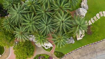 vue aérienne du magnifique jardin verdoyant photo