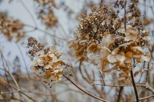 hortensia séché fleurs dans le jardin. Naturel Contexte photo