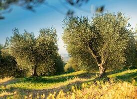 d'origine italienne olive pétrole est produit dans magnifique olive des arbres. photo