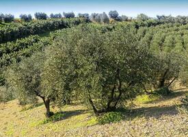 italien projets en utilisant olive des arbres à produire olive pétrole photo