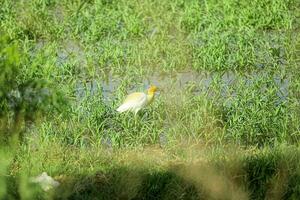 génial aigrette blanc génial blanc héron ardea Alba repose sur un jambe par une congelé rivière. Lettonie. dans Lettonie, le génial blanc hérons commencé nidification seulement blanc oiseau photo