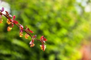 une buisson avec rouge feuilles dans le premier plan photo