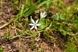 ornithogale fleurs. magnifique Floraison dans le printemps jardin. beaucoup blanc fleurs de ornithogale. ornithogale ombelle herbe lis dans floraison, petit ornemental et sauvage blanc floraison photo