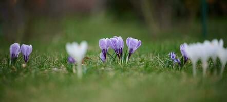 épanouissement violet crocus avec vert feuilles dans le jardin, printemps fleurs photo