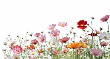 ai génératif. cosmos fleurs sont Floraison sur blanc photo