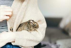 Jeune fille en jouant avec petit animal dègue écureuil. photo