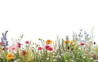 ai génératif. frontière de Prairie fleurs sauvages sur blanc photo