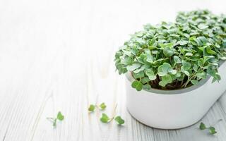 microgreen un radis choux croissance à maison. photo