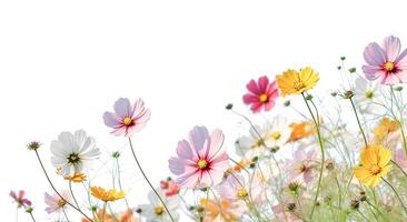 ai génératif. cosmos fleurs sont Floraison sur blanc photo