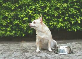 faim chihuahua chien séance sur ciment sol dans le jardin avec vide chien nourriture bol, à la recherche en haut à le sien propriétaire demander pour aliments. photo