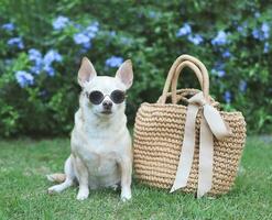 chien chihuahua brun portant des lunettes de soleil assis avec un sac de paille sur l'herbe verte dans le jardin, prêt à voyager. voyager en toute sécurité avec des animaux. photo