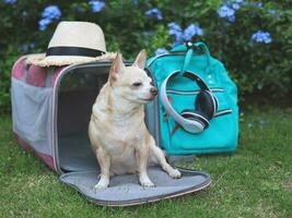 marron chihuahua chien séance dans de face de rose en tissu voyageur animal de compagnie transporteur sac avec sac à dos, écouteurs et chapeau, sur vert herbe dans le jardin avec violet fleurs, à la recherche à de côté. photo