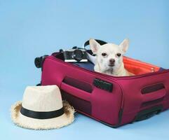 chien chihuahua brun à cheveux courts assis dans une valise rose avec accessoires de voyage, chapeau de paille, appareil photo et casque, isolé sur fond bleu.