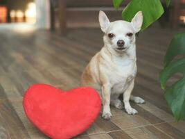 chien chihuahua brun assis avec un oreiller en forme de coeur rouge. notion de saint valentin. photo