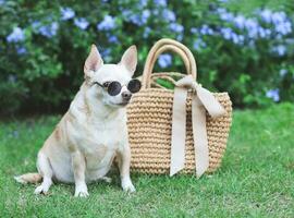 chien chihuahua brun portant des lunettes de soleil assis avec un sac de paille sur l'herbe verte dans le jardin, prêt à voyager. voyager en toute sécurité avec des animaux. photo