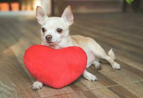 marron chihuahua chien mensonge vers le bas avec rouge cœur forme oreiller, à la recherche une façon avec curiosité. la Saint-Valentin journée concept. photo