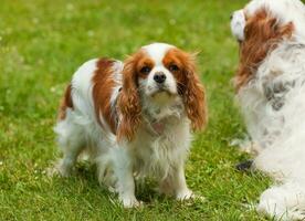 Roi Charles cavalier chien photo