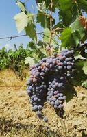 toscan vignoble avec rouge les raisins photo