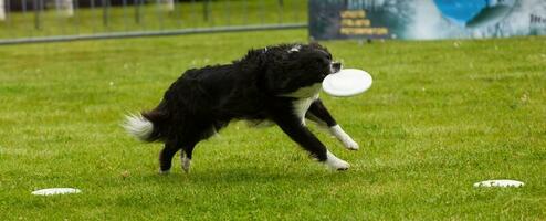 chien border collie avec frisbee photo