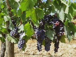 toscan vignoble avec rouge les raisins photo