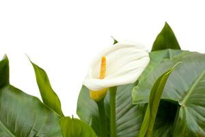 blanc calla fleurs de lys avec feuille photo