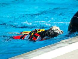 sauveteur chien dans nager bassin. photo