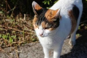 chat calico au parc en automne photo