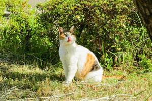 chat calico au parc en automne photo