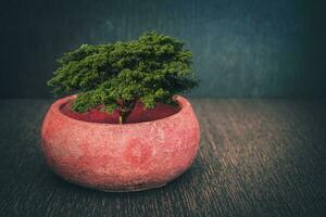 fermer vert arbre sur fleur pot et en bois Contexte photo