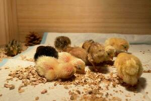 le peu poulets dans le intelligent agriculture. le animaux agriculture affaires avec alimentation automatisation la fourniture image avec Jaune lumière photo