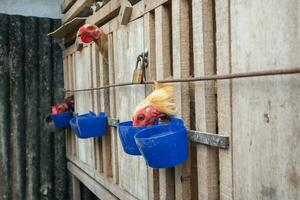 sélectif concentrer à endroit le bleu poulet aliments. doux se concentrer. combat coq photo