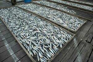 le processus de séchage poisson dans le Soleil donc cette poisson dernier plus long. séchage avec le traditionnel système photo