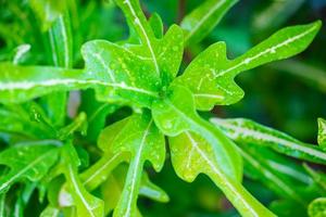 gouttelettes d'eau sur les feuilles pendant la saison des pluies photo