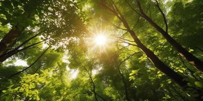gorgés de soleil canopée une vue de luxuriant vert cime des arbres avec Soleil des rayons perçant par le feuilles ai généré photo