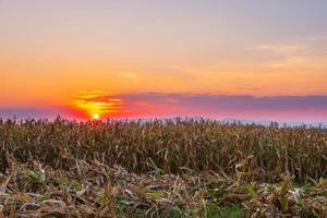 le coucher du soleil sur le champ de maïs