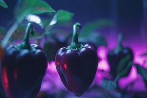 cultivation de cloche poivrons en dessous de artificiel uv lumière dans une hydroponique système ai généré photo