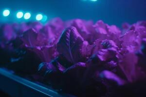 cultiver Frais légumes verts croissance salade en dessous de artificiel uv lumière ai généré photo